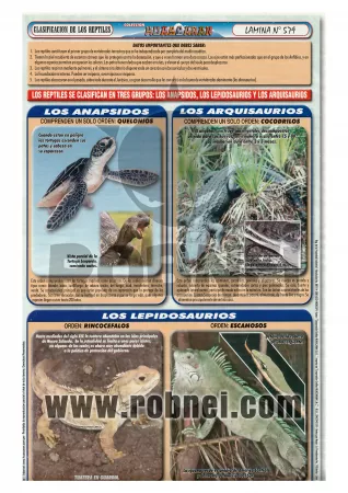 Clasificacion De Los Reptiles